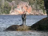 Bull-Caribou